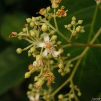 Pityranthe verrucosa Thwaites